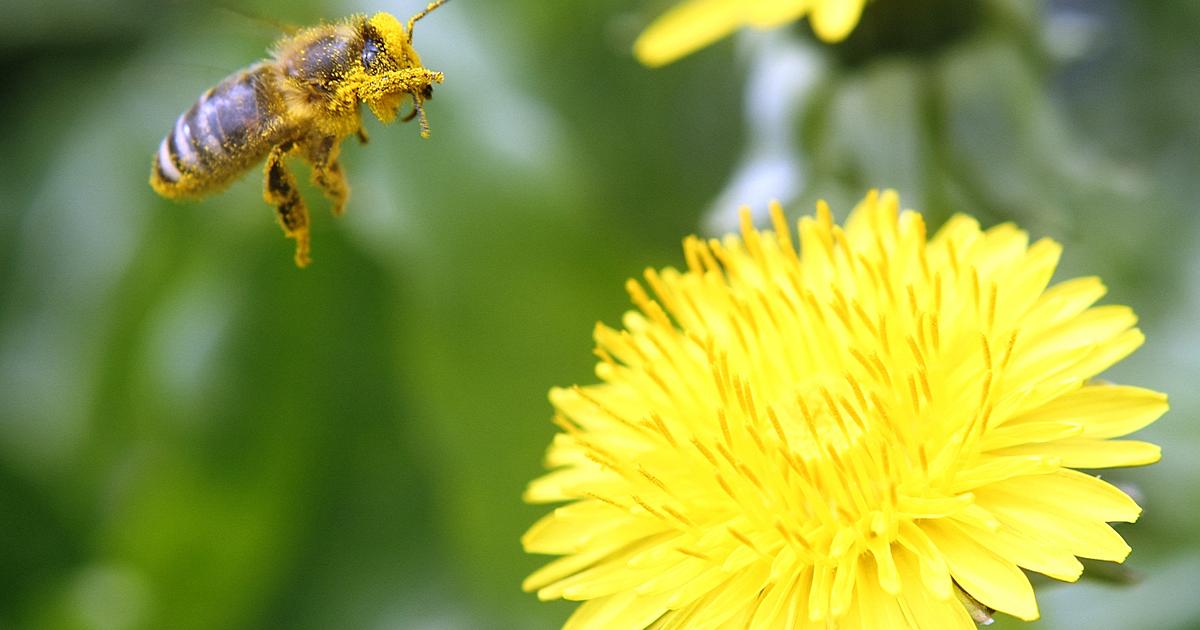 bee protections, Saving America’s Pollinators Act, Pollinator Health Task Force