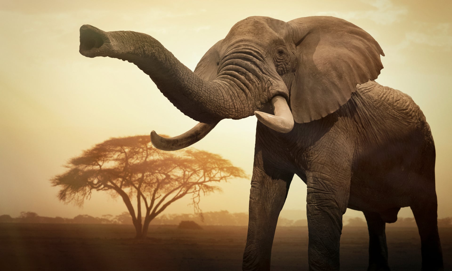 A giant female African elephant (Loxodonta africana) at sunset showing trunk as an aggressive signal. Photograph: Buena Vista Images/Getty Images